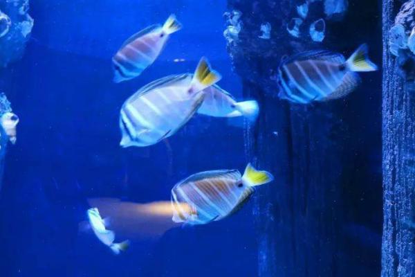 大帆倒吊好不好养，适合新手养殖