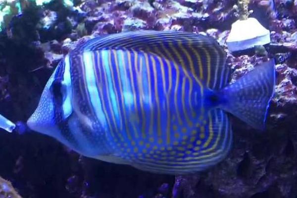 大帆倒吊好不好养，适合新手养殖