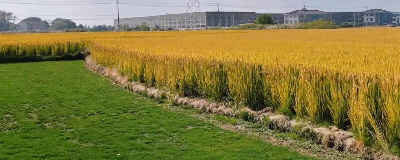 谷子亩产一般多少斤