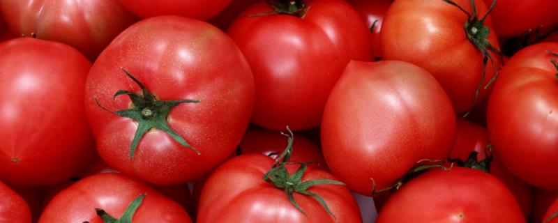 春季西红柿育苗技术