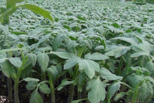 春季西红柿育苗技术，通常在12月下旬到1月上旬播种