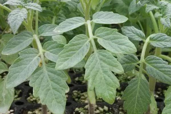 春季西红柿育苗技术，通常在12月下旬到1月上旬播种