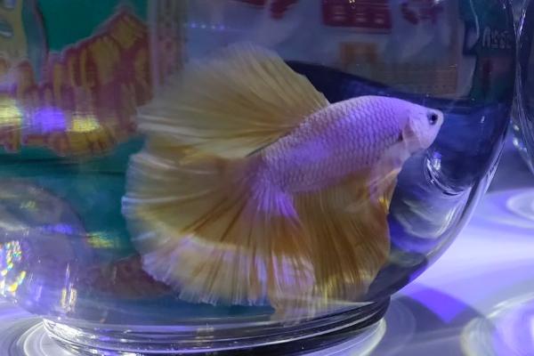 斗鱼适合的水温，25-28℃为宜