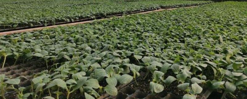 夏天培育蔬菜苗怎么把关