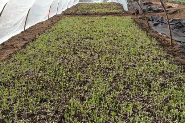 夏天培育蔬菜苗怎么把关，厢面要浇透水、以防损失墒情