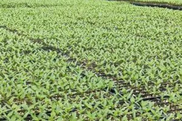 夏天培育蔬菜苗怎么把关，厢面要浇透水、以防损失墒情