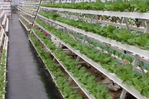 夏天培育蔬菜苗怎么把关，厢面要浇透水、以防损失墒情