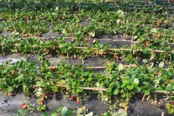 怎么防治草莓病虫害，需根据实际情况采取对应措施