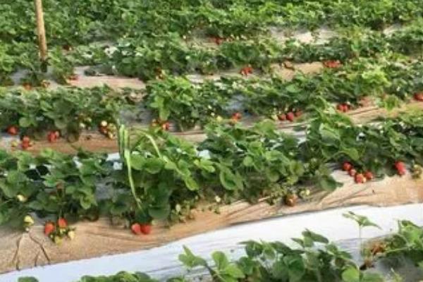 怎么防治草莓病虫害，需根据实际情况采取对应措施