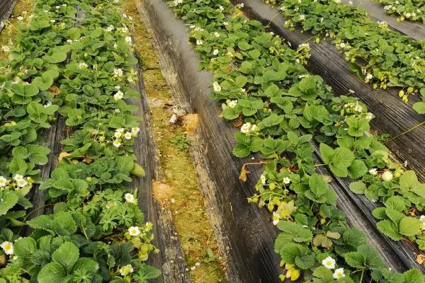 怎么防治草莓病虫害，需根据实际情况采取对应措施