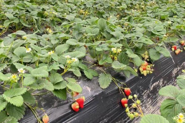 怎么防治草莓病虫害，需根据实际情况采取对应措施