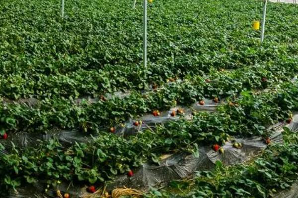 怎么防治草莓病虫害，需根据实际情况采取对应措施