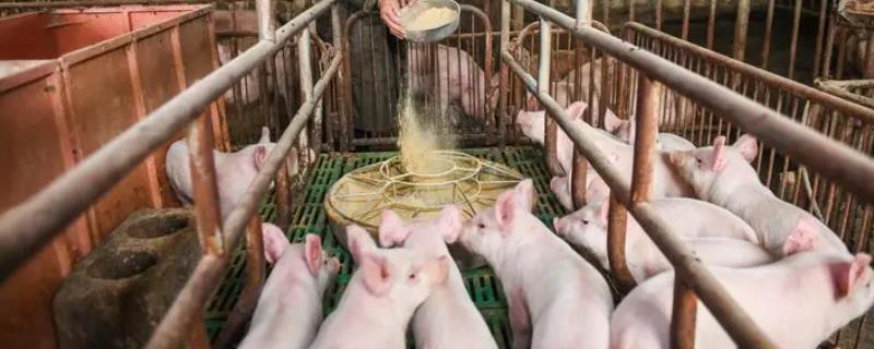 猪长期吃葡萄糖坏处