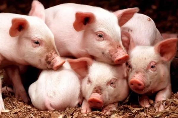 猪长期吃葡萄糖坏处，会导致肝糖原性低血糖