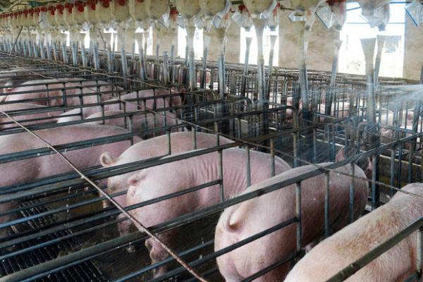 猪长期吃葡萄糖坏处，会导致肝糖原性低血糖