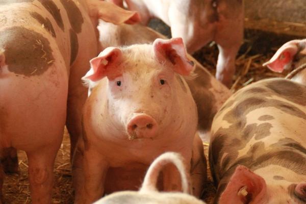 猪长期吃葡萄糖坏处，会导致肝糖原性低血糖