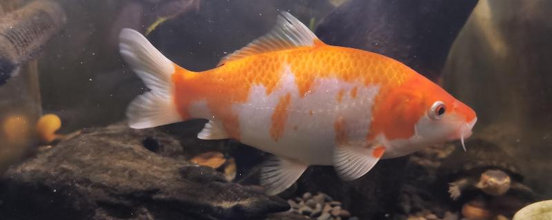 如何饲养大锦鲤