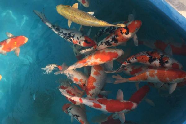 如何饲养大锦鲤，每隔3天要换一次水