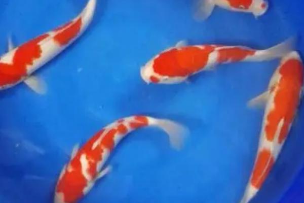 如何饲养大锦鲤，每隔3天要换一次水