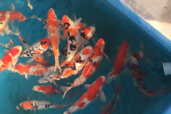 如何饲养大锦鲤，每隔3天要换一次水