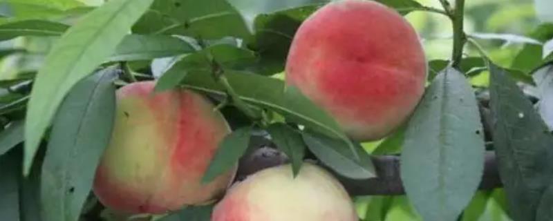 南汇水蜜桃在哪里可以买到