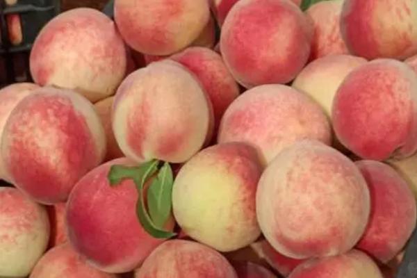 南汇水蜜桃在哪里可以买到，上海各大超市和水果店中均有售卖