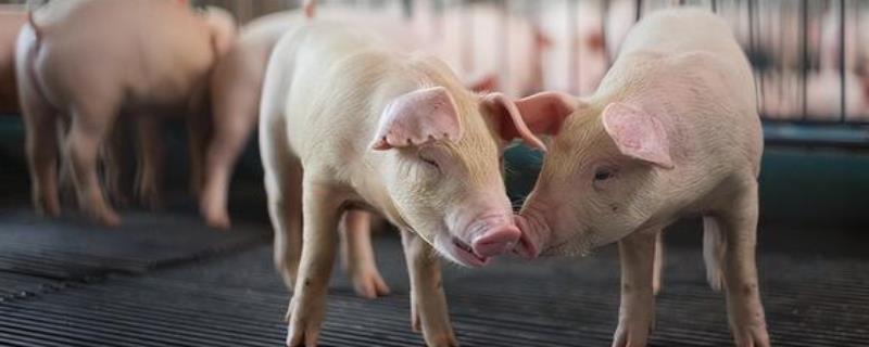 治疗猪瘟用什么药