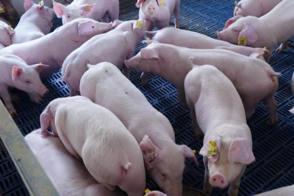 治疗猪瘟用什么药,注射重症太保针效果好