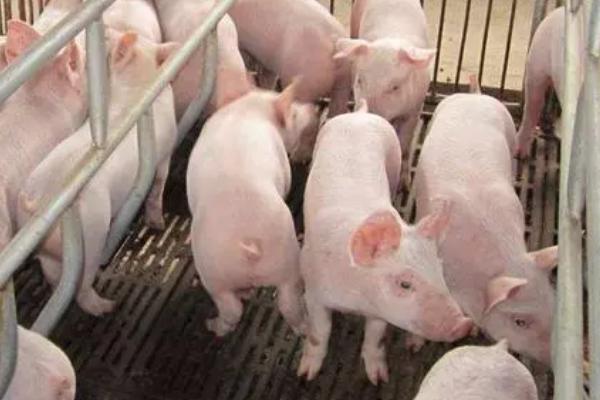 治疗猪瘟用什么药,注射重症太保针效果好