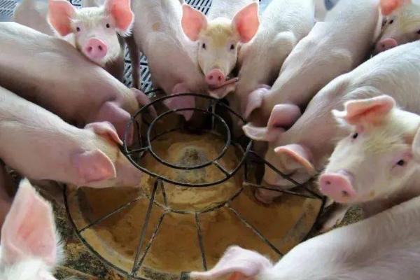 治疗猪瘟用什么药,注射重症太保针效果好