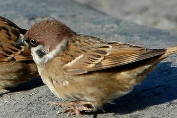 麻雀什么时候繁殖，在南方全年都可以繁殖