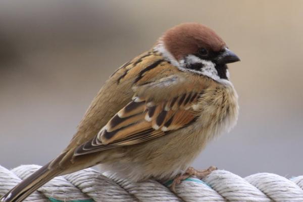 麻雀什么时候繁殖，在南方全年都可以繁殖