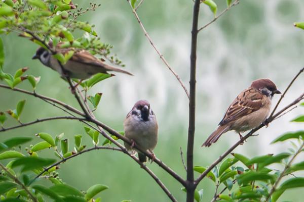 麻雀什么时候繁殖，在南方全年都可以繁殖