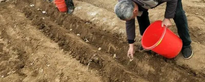 钙镁磷肥的作用