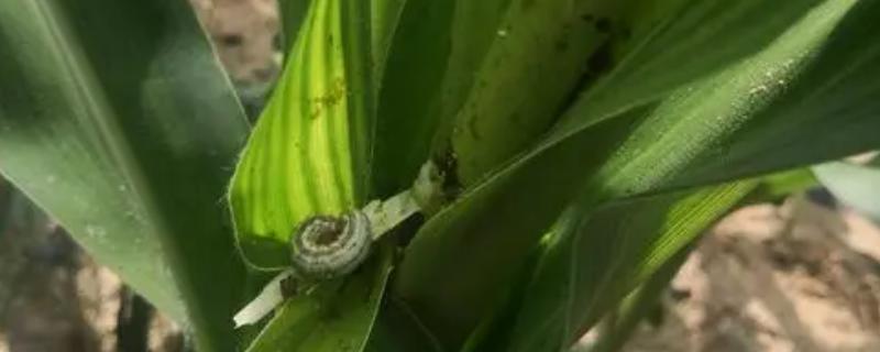 玉米钻心虫的防治方法