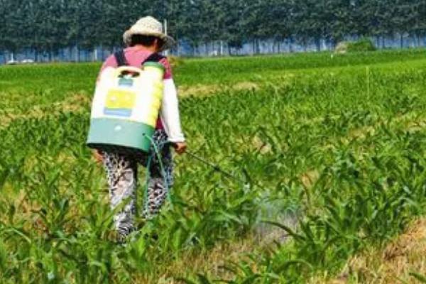 玉米钻心虫的防治方法，可药物丢心或利用天敌防治