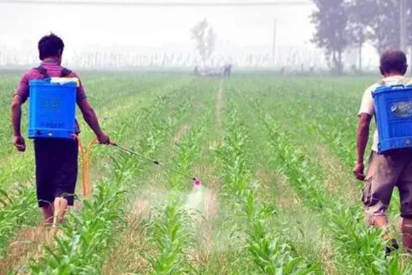 玉米钻心虫的防治方法，可药物丢心或利用天敌防治