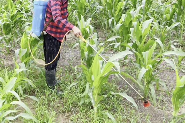 玉米钻心虫的防治方法，可药物丢心或利用天敌防治