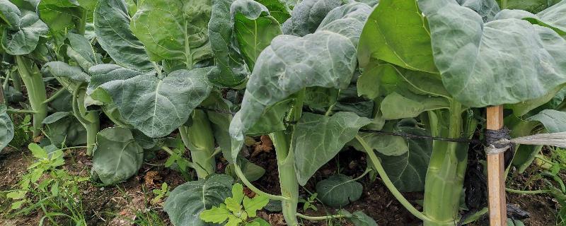 芥兰菜的最佳播种时间