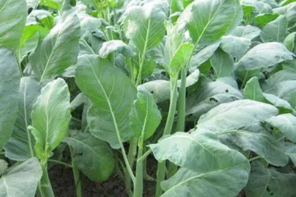 芥兰菜的最佳播种时间，3月份播种为佳