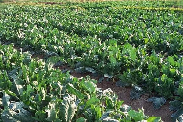 芥兰菜的最佳播种时间，3月份播种为佳