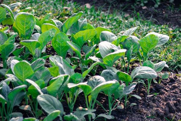 芥兰菜的最佳播种时间，3月份播种为佳