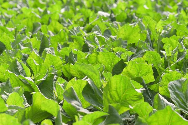 芥兰菜的最佳播种时间，3月份播种为佳