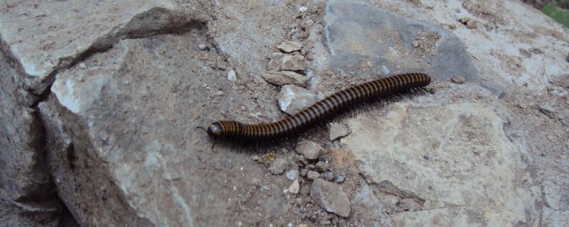 马陆吃什么食物