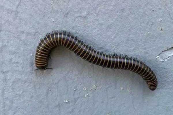 马陆吃什么食物，吃植物残体、根茎叶和瓜果蔬菜等