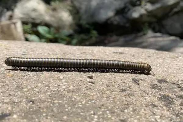 马陆吃什么食物，吃植物残体、根茎叶和瓜果蔬菜等