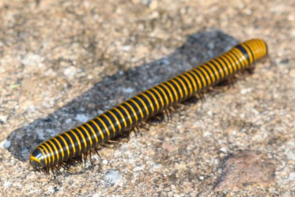 马陆吃什么食物，吃植物残体、根茎叶和瓜果蔬菜等