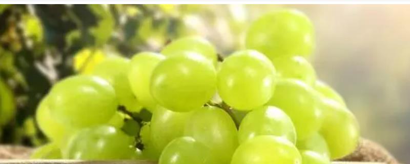 6月份早熟葡萄品种
