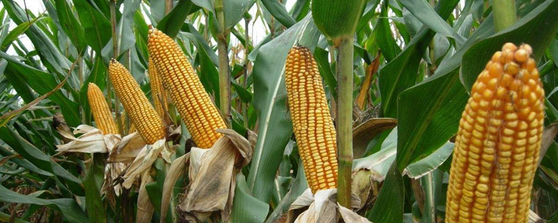 翔禾1号玉米种子介绍