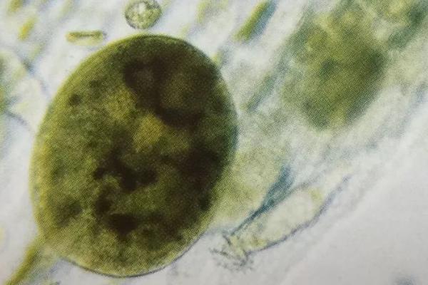 高锰酸钾能杀死鱼的寄生虫吗，能杀死部分寄生虫